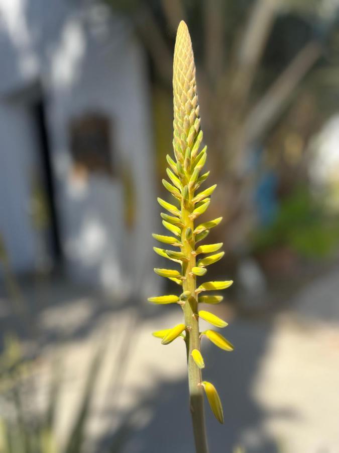 Dici Co-Living Housing Cabo San Lucas B&B 외부 사진