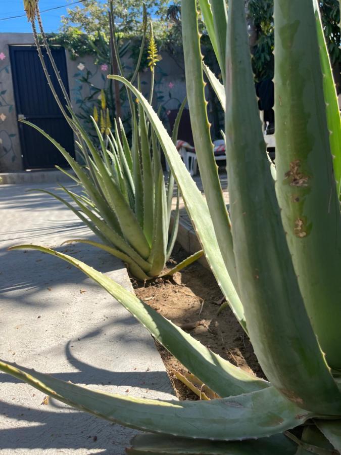Dici Co-Living Housing Cabo San Lucas B&B 외부 사진